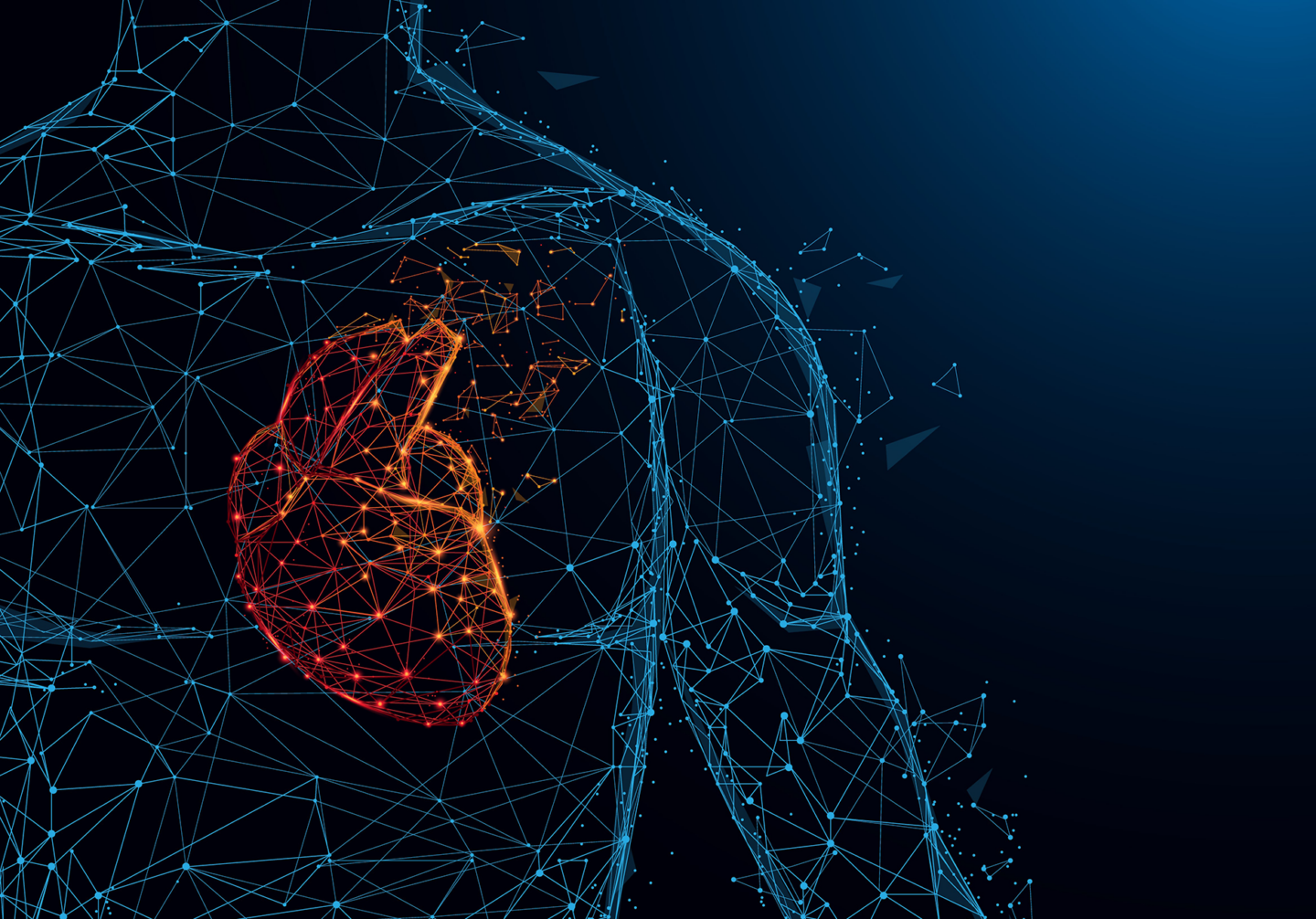 wireframe drawing of human body with emphasis on the heart